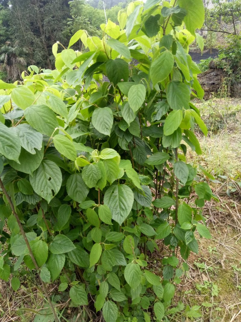 万寿果、俅江枳椇、鸡爪连、金钩梨、拐枣种、臭杞子、鸡爪子