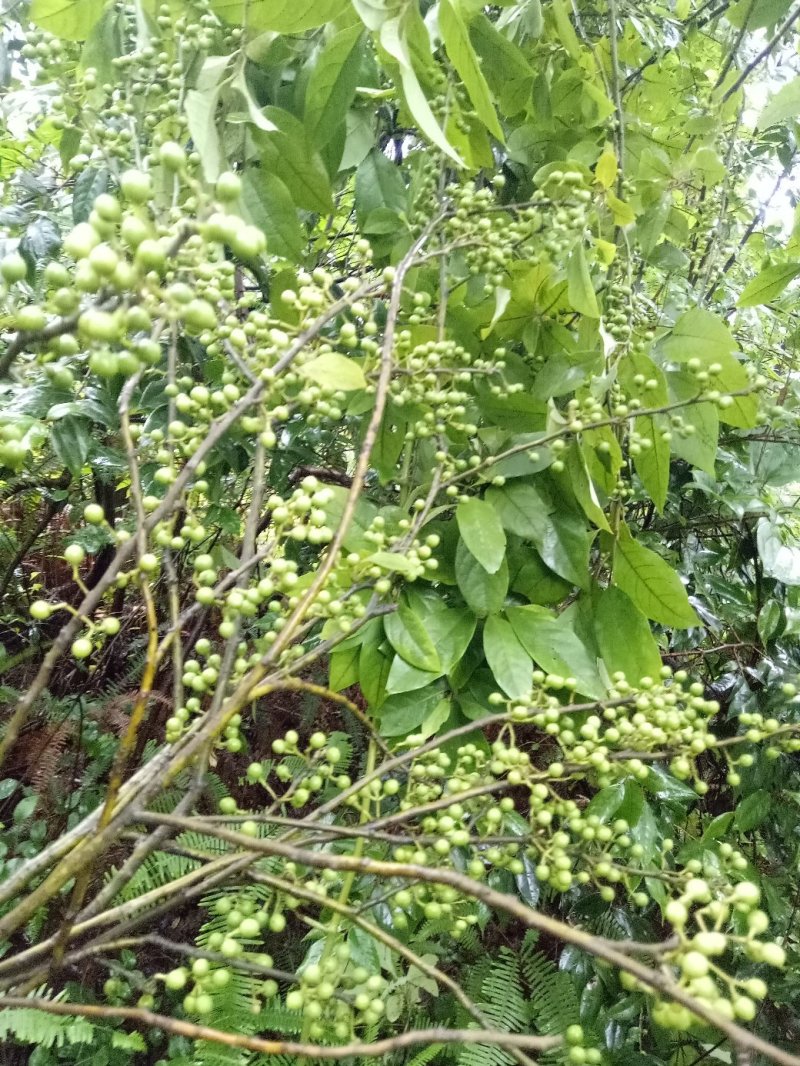 木香子、木姜子、山苍子、青皮树、山苍树、过山香、山胡椒、