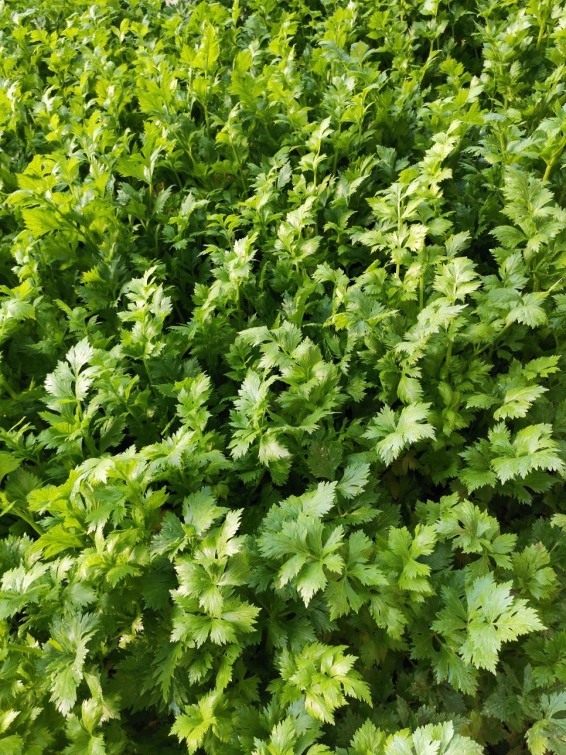 芹菜量大质优欢迎新老客户前来洽谈