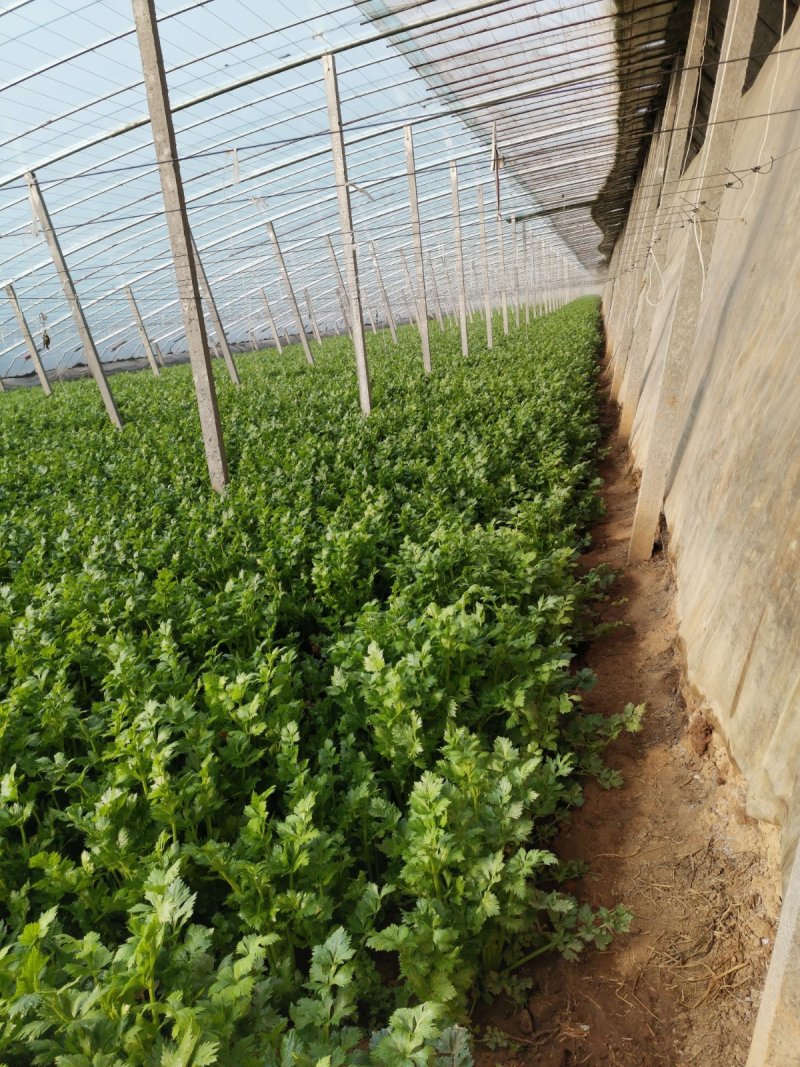 芹菜量大质优欢迎新老客户前来洽谈