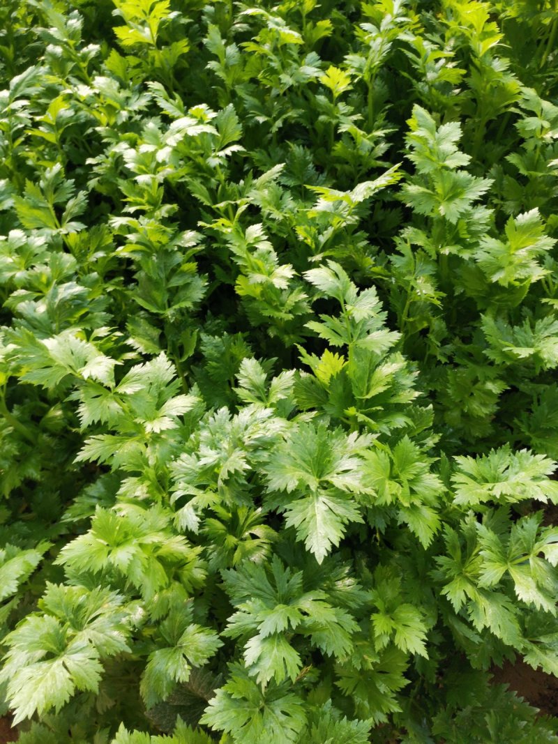 芹菜55cm以上欢迎光大客商前来订购