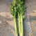 芹菜55cm以上欢迎光大客商前来订购
