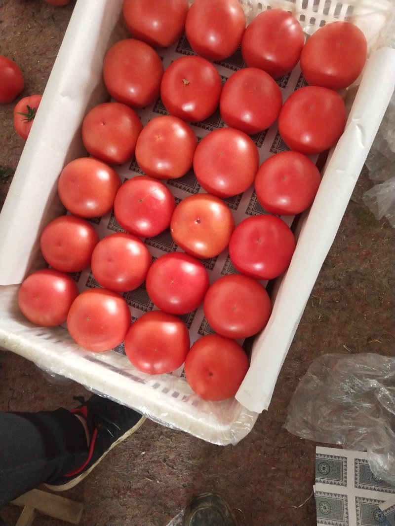 硬粉精品西红柿密蜂授粉自然成熟，产地一手货源量大优惠欢迎