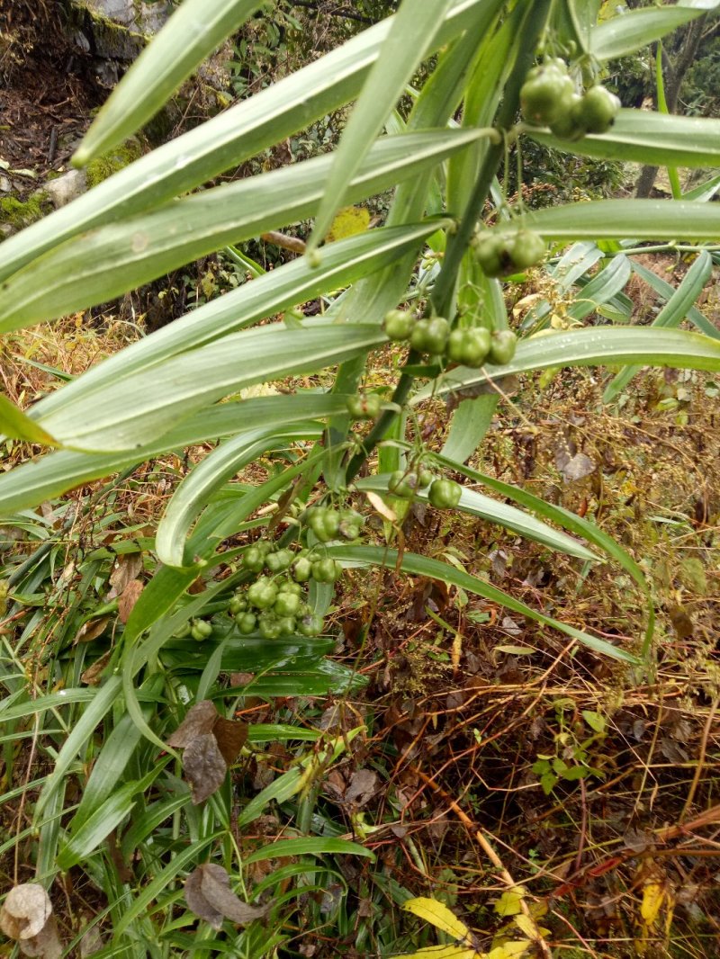 黄精种苗，甜黄精种苗，荆块