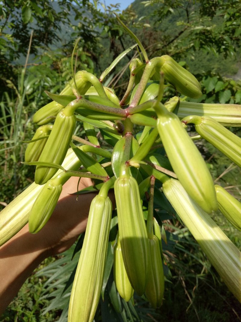 鲜百合独头药食两用