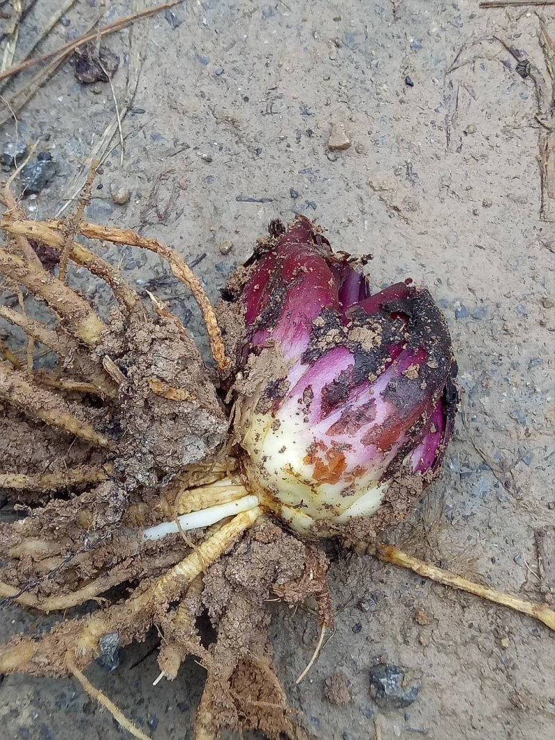 鲜百合独头药食两用