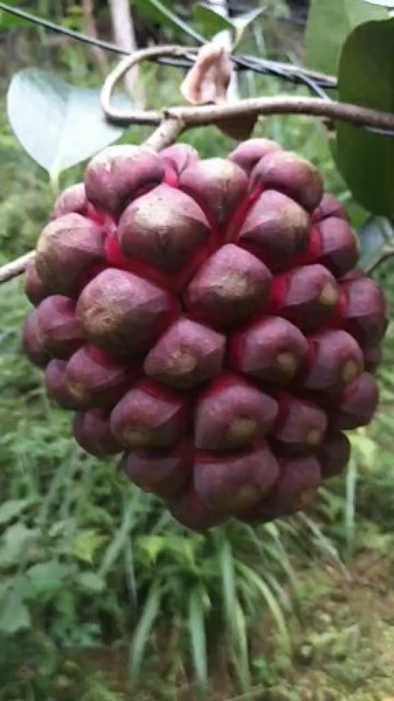 湖南精品杂交少籽布福娜种子，黑老虎种子，原产地直发