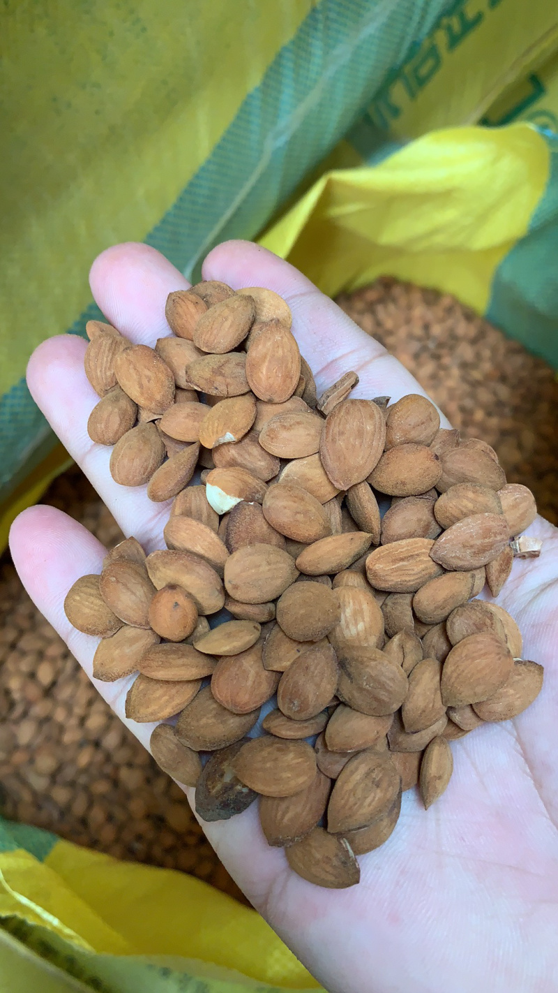 家桃仁（毛桃仁）符合药典标准，去皮家桃仁