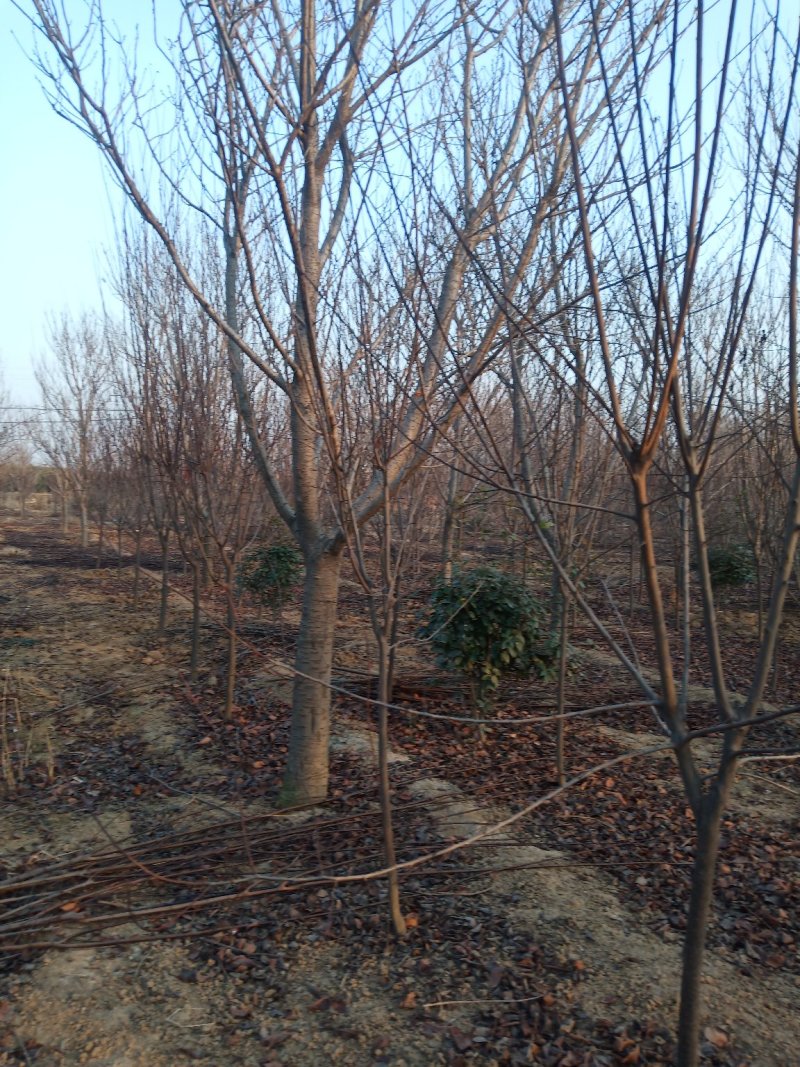 【好货推荐】樱花，14.....18公分。货源充足