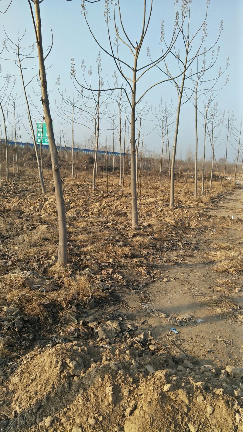 泡桐