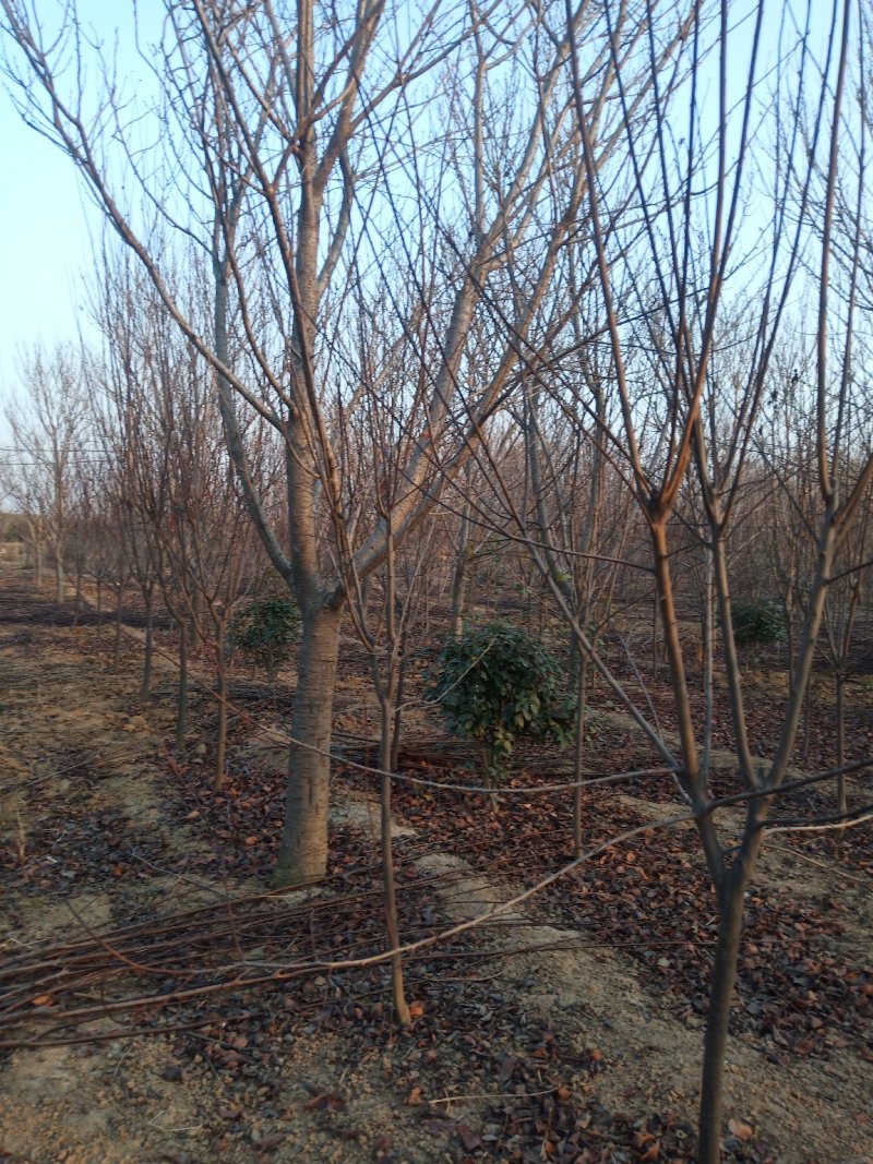 【好货推荐】樱花，14.....18公分。货源充足