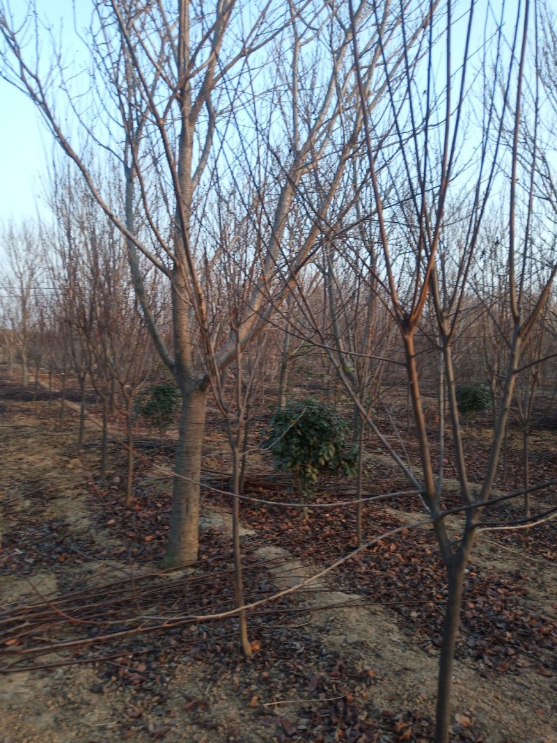 【好货推荐】樱花，14.....18公分。货源充足
