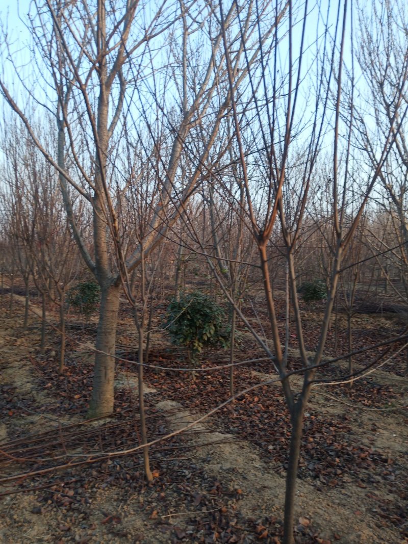 【好货推荐】樱花，14.....18公分。货源充足