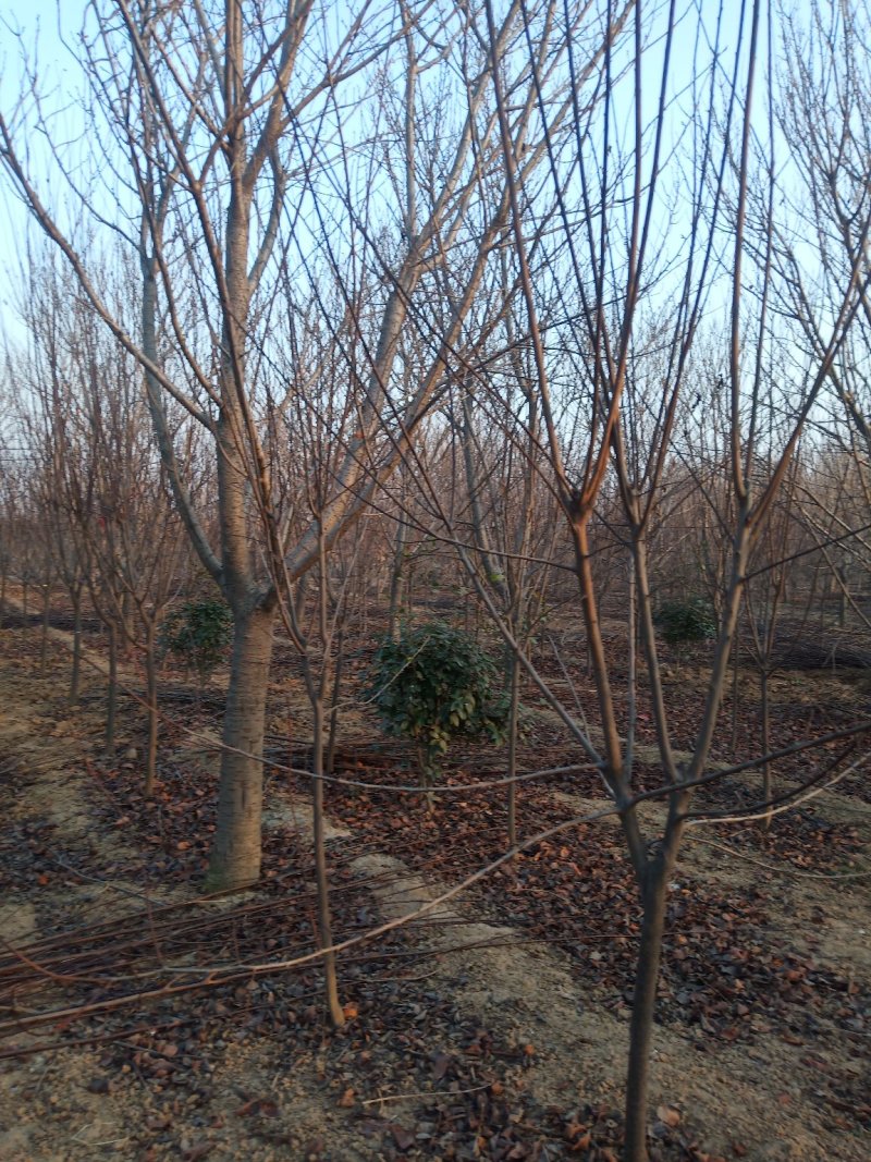 【好货推荐】樱花，14.....18公分。货源充足