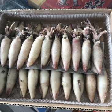 《有好货》精品饱满海兔
