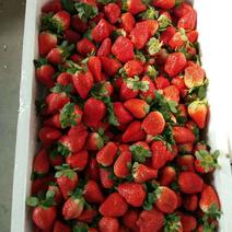 大赛草莓十九，扛三，特别甜，价格公平，现摘现装，