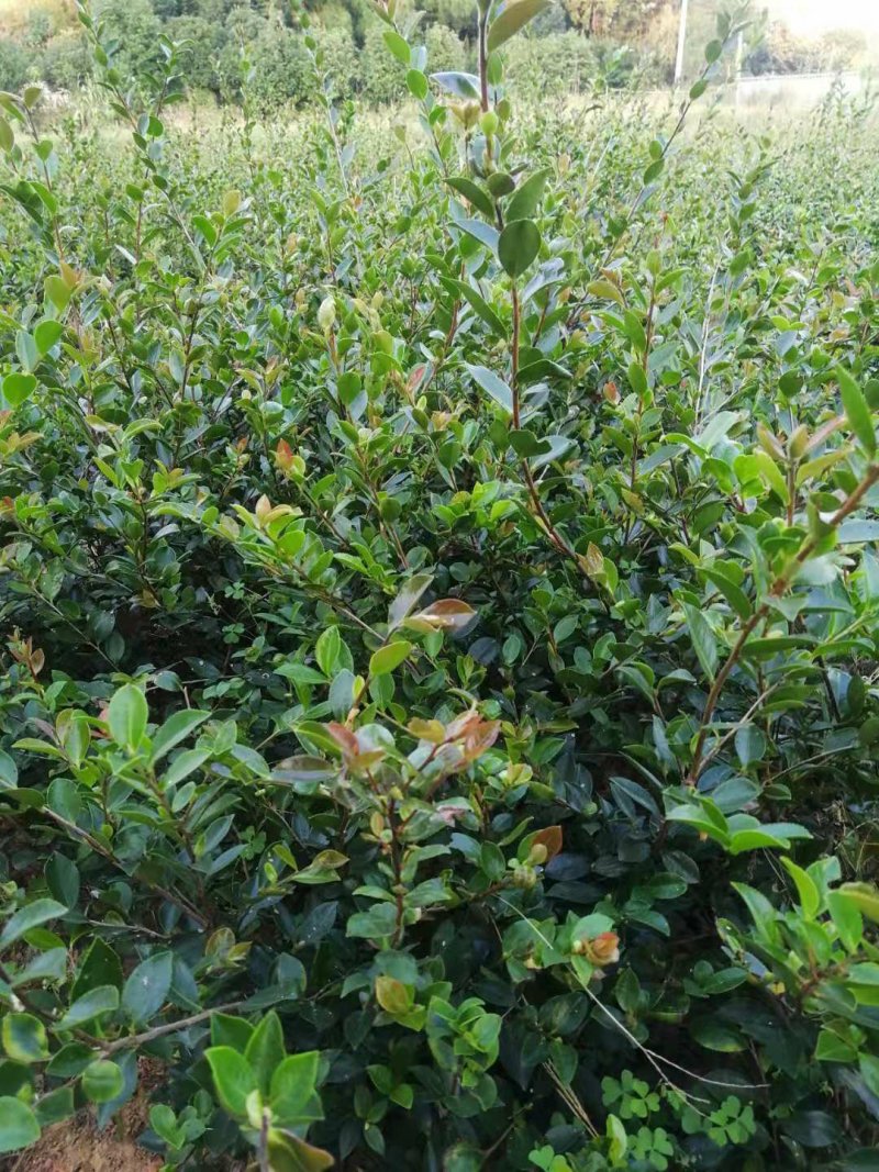 湖南茶梅球，茶梅小苗，优质茶梅小苗，茶梅价格，茶梅基地