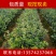 批发销售驾结油茶苗，山茶苗
