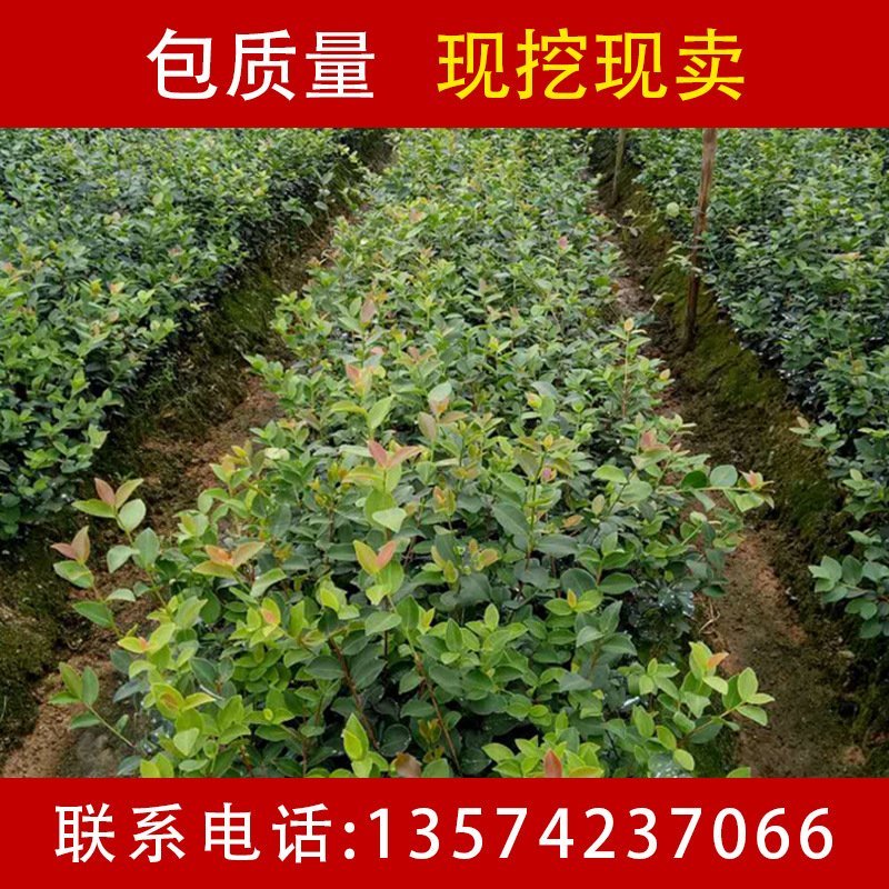 批发销售驾结油茶苗，山茶苗