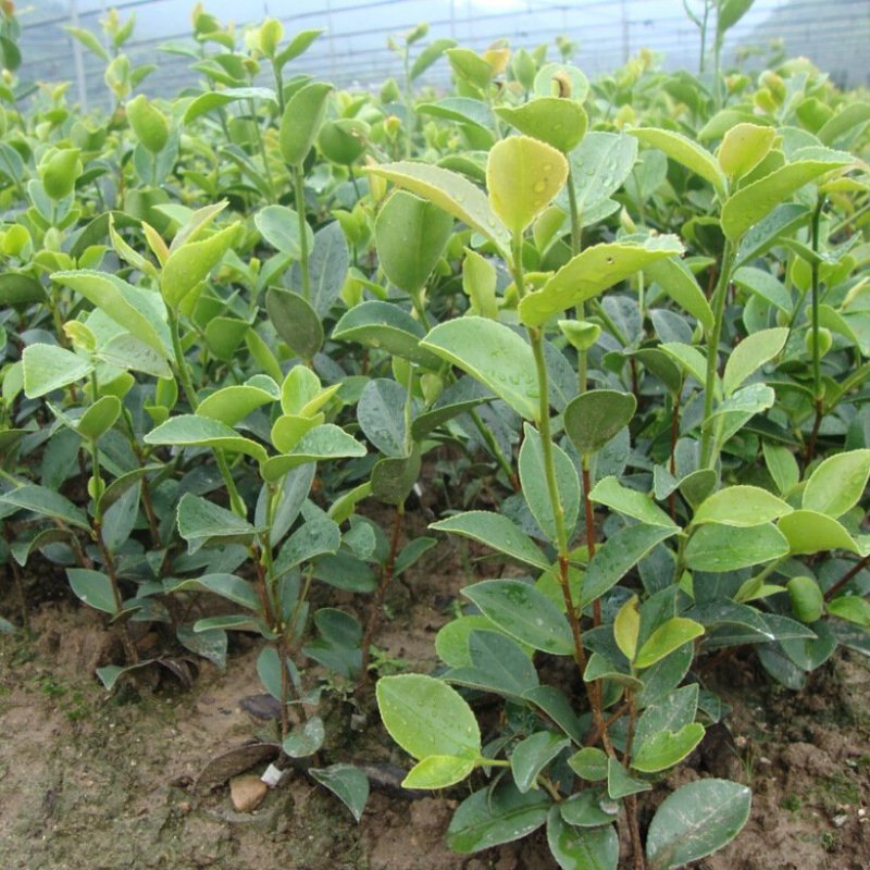 批发销售驾结油茶苗，山茶苗