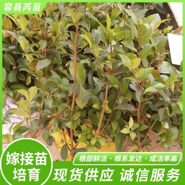 批发销售驾结油茶苗，山茶苗