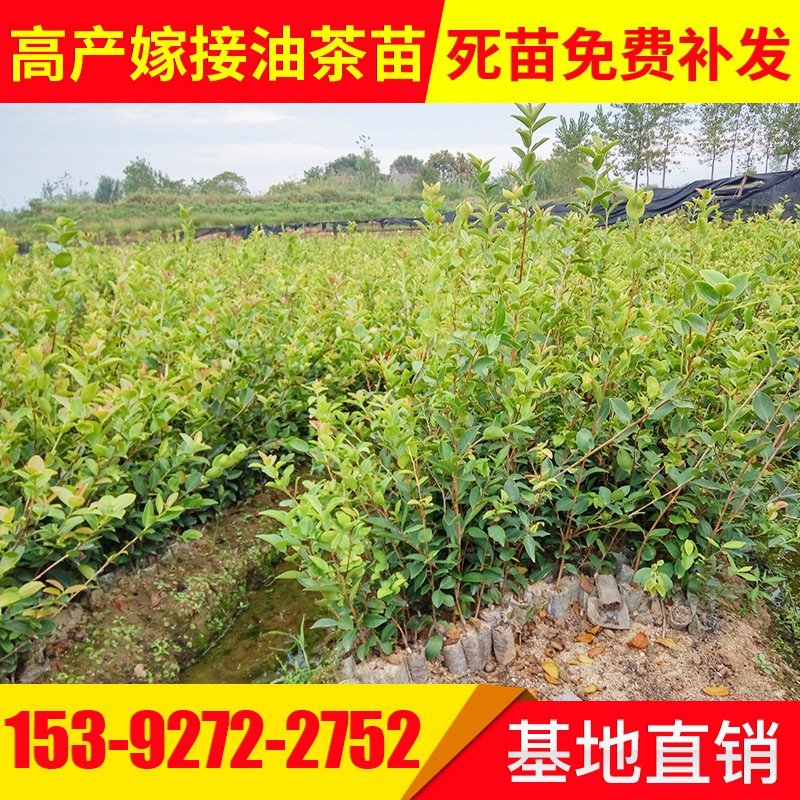 批发销售驾结油茶苗，山茶苗