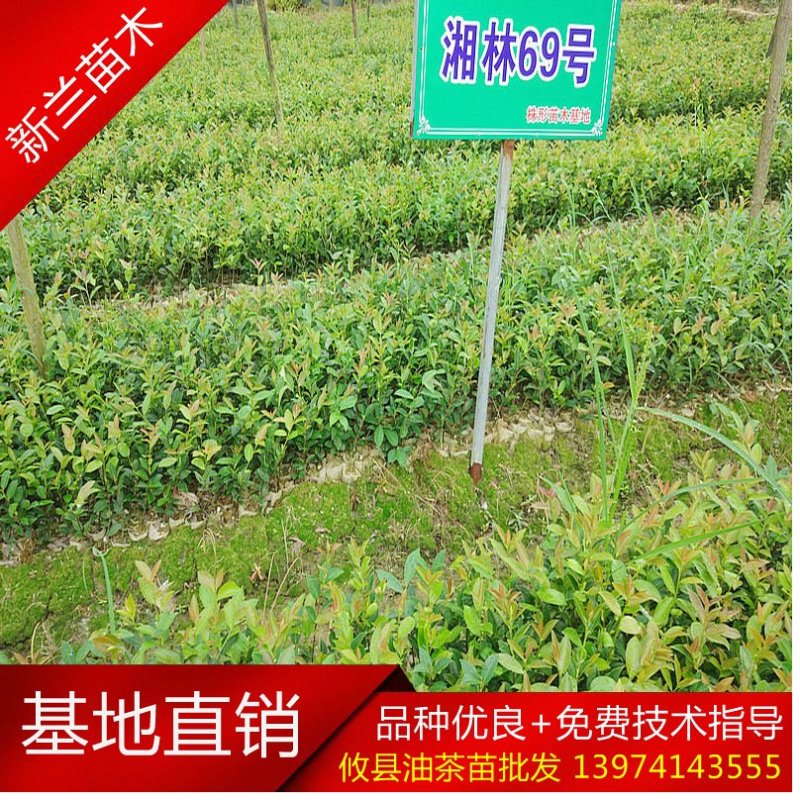批发销售驾结油茶苗，山茶苗
