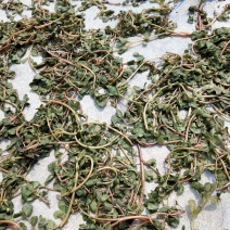 马齿苋