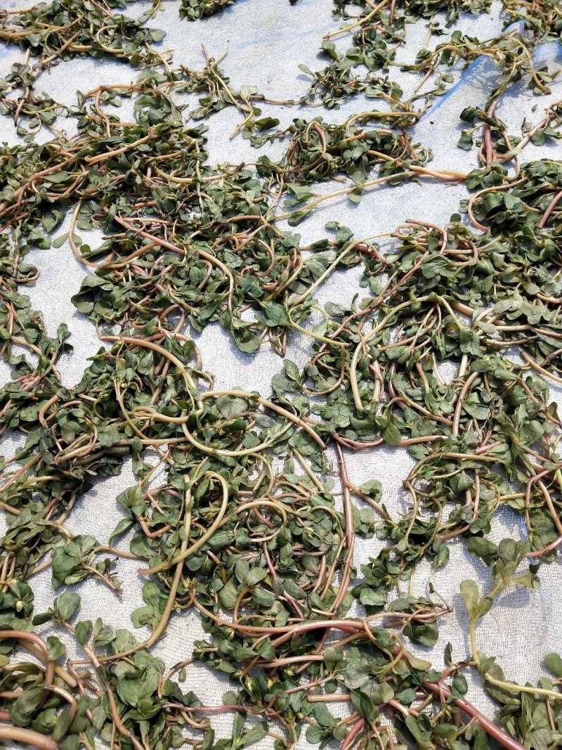 马齿苋