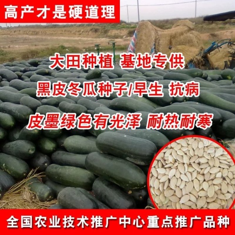 黑皮大冬瓜种子，炮弹冬瓜种子