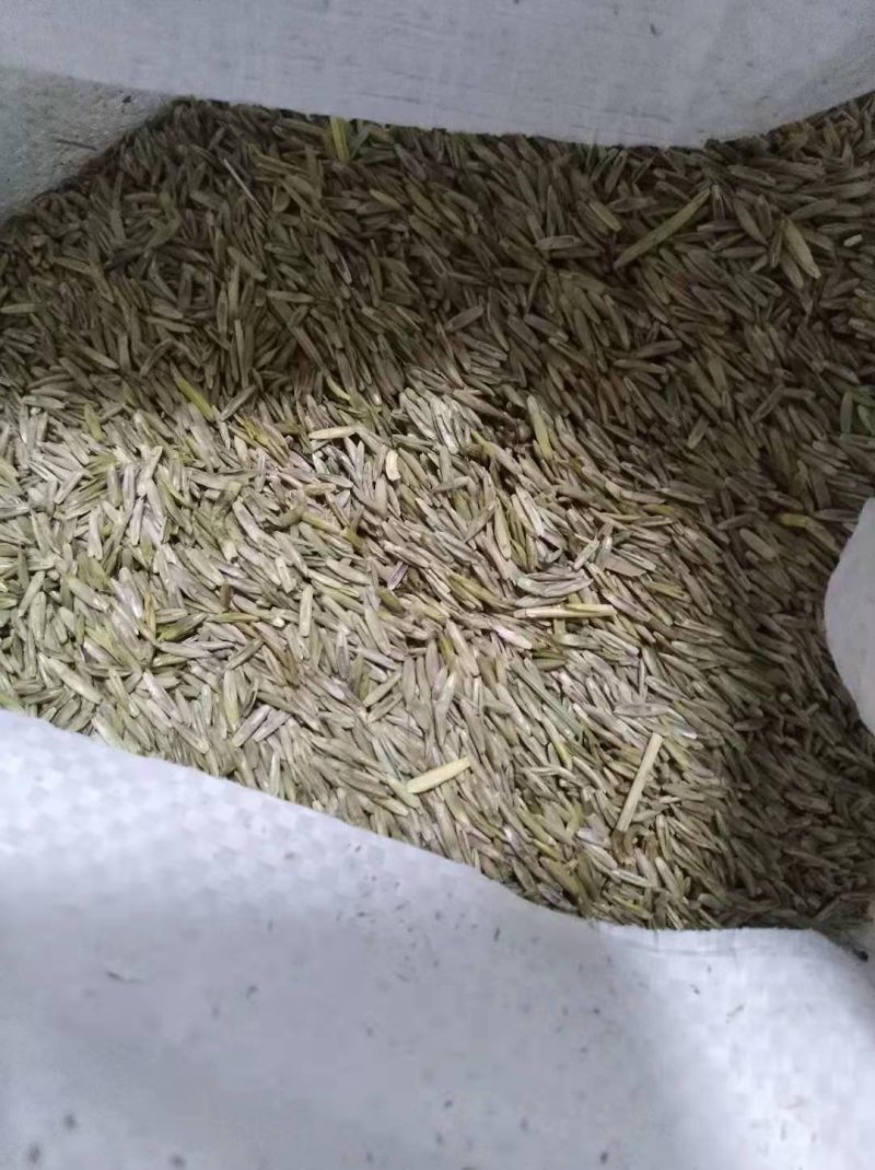 多年生黑麦草种子大叶再生冬牧70四季牧草种子猪牛鸡兔畜牧