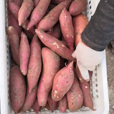 【有好货】热销，龙九烟薯259万亩基地价格优惠