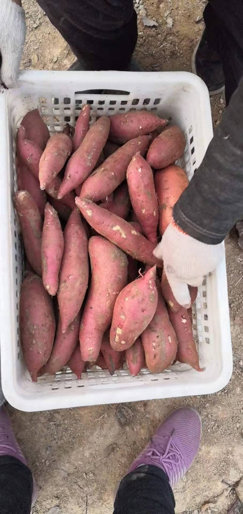 【有好货】热销，龙九烟薯259万亩基地价格优惠