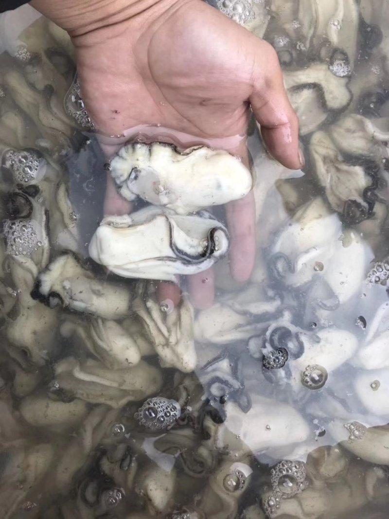 批发生蚝