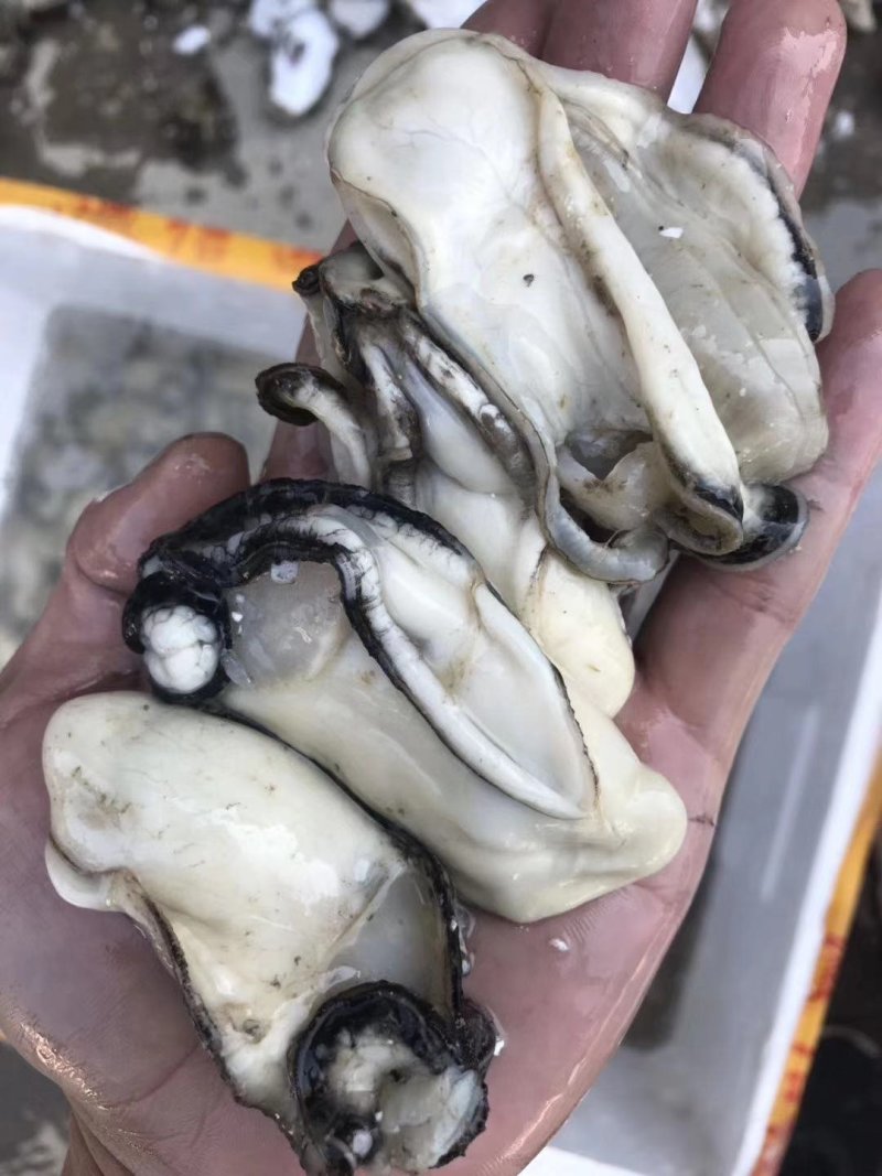 批发生蚝