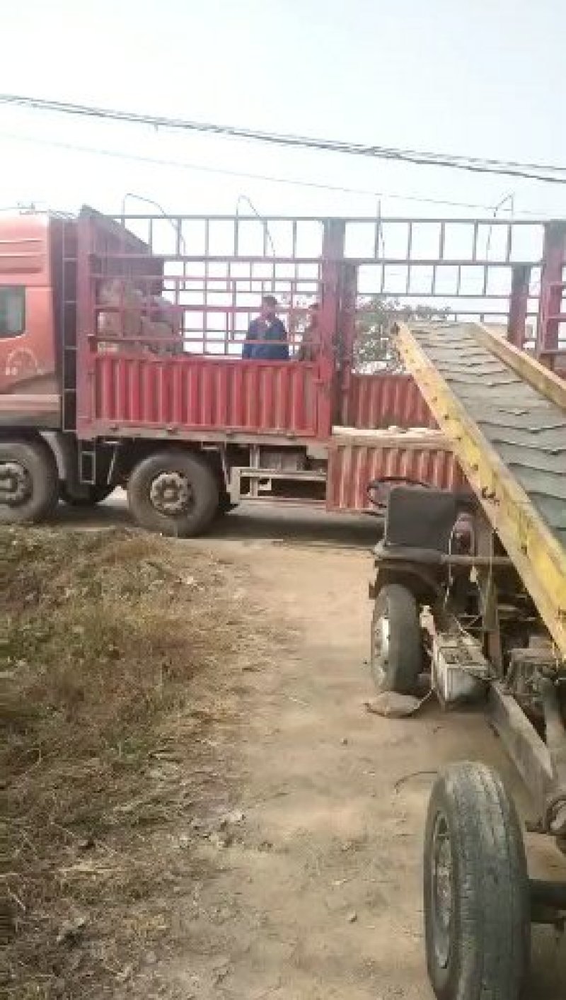 西瓜红:红皮红心。产地直销，脆甜！