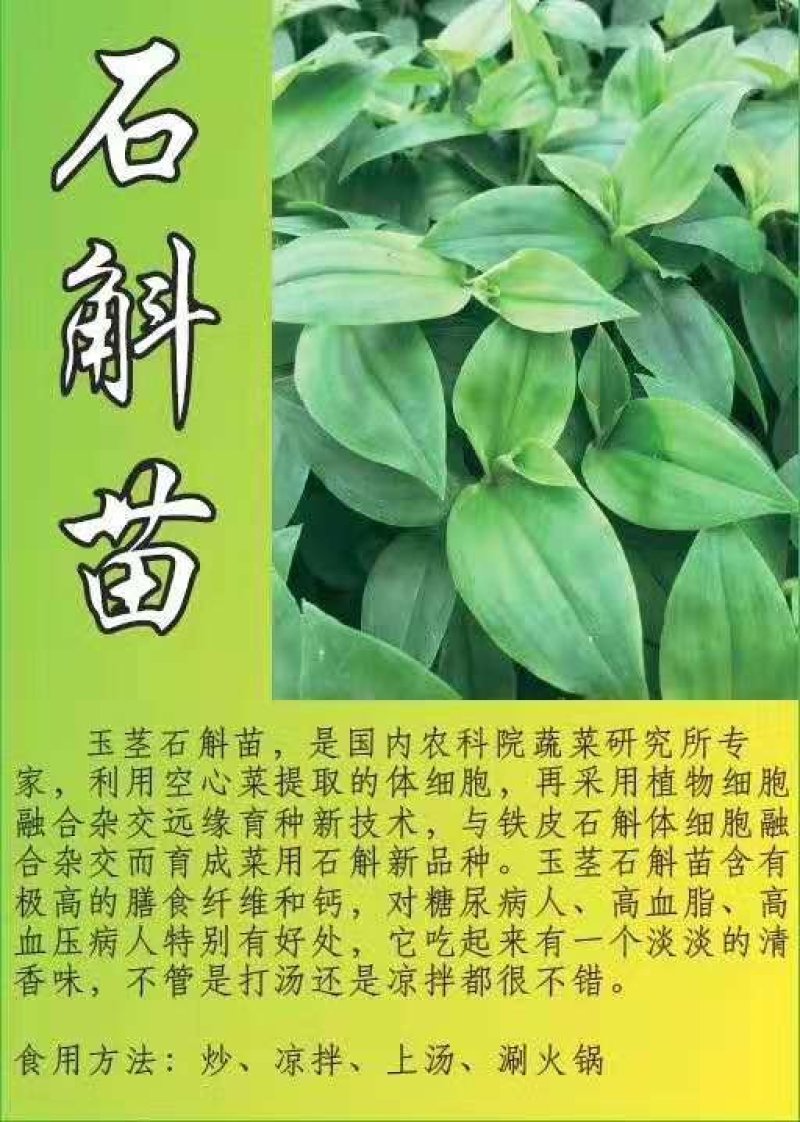 新鲜石斛苗特色菜精品菜石斛菜西餐凉拌盘饰食材基地批发配送