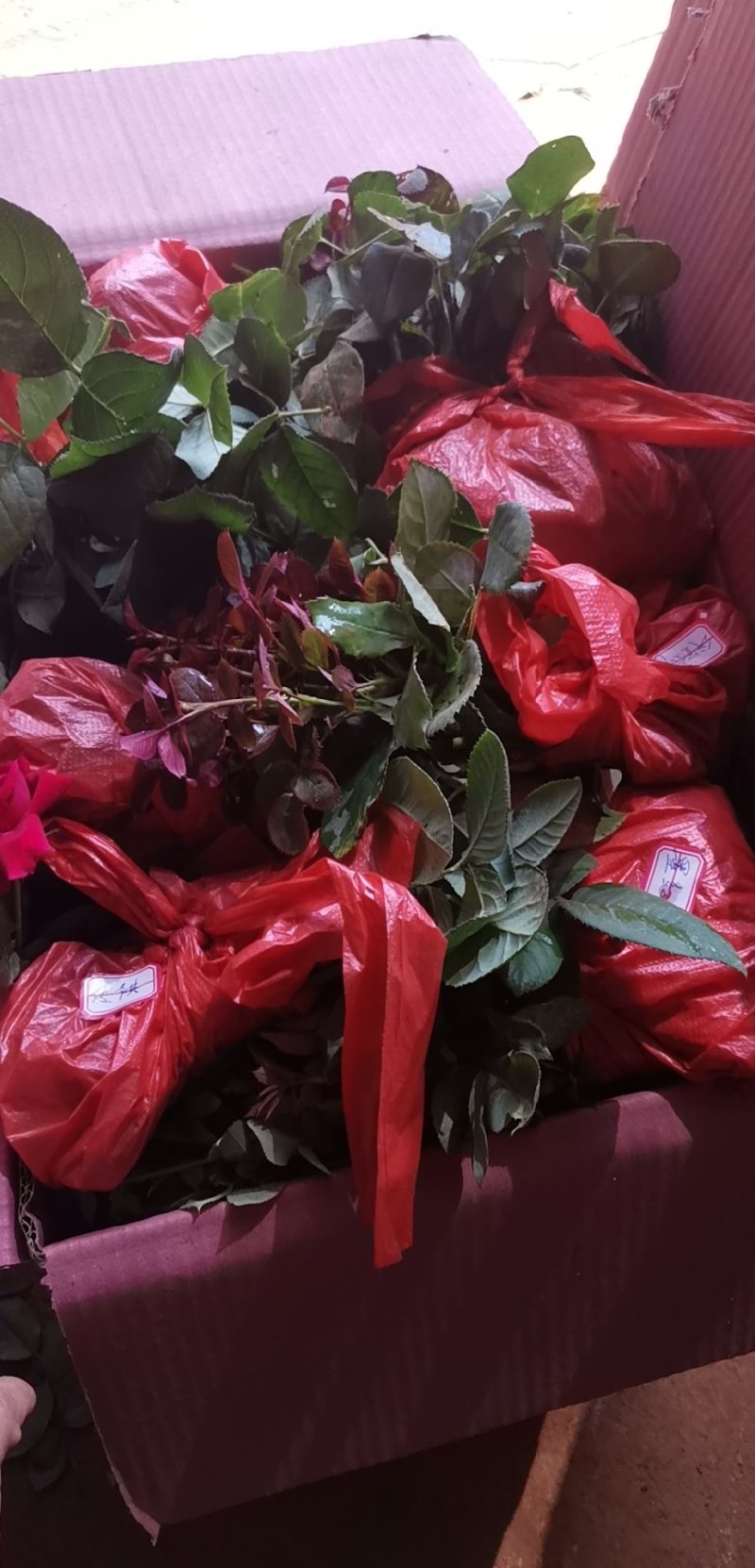 月季苗大花月季玫瑰苗玫瑰老桩成活高观赏效果好