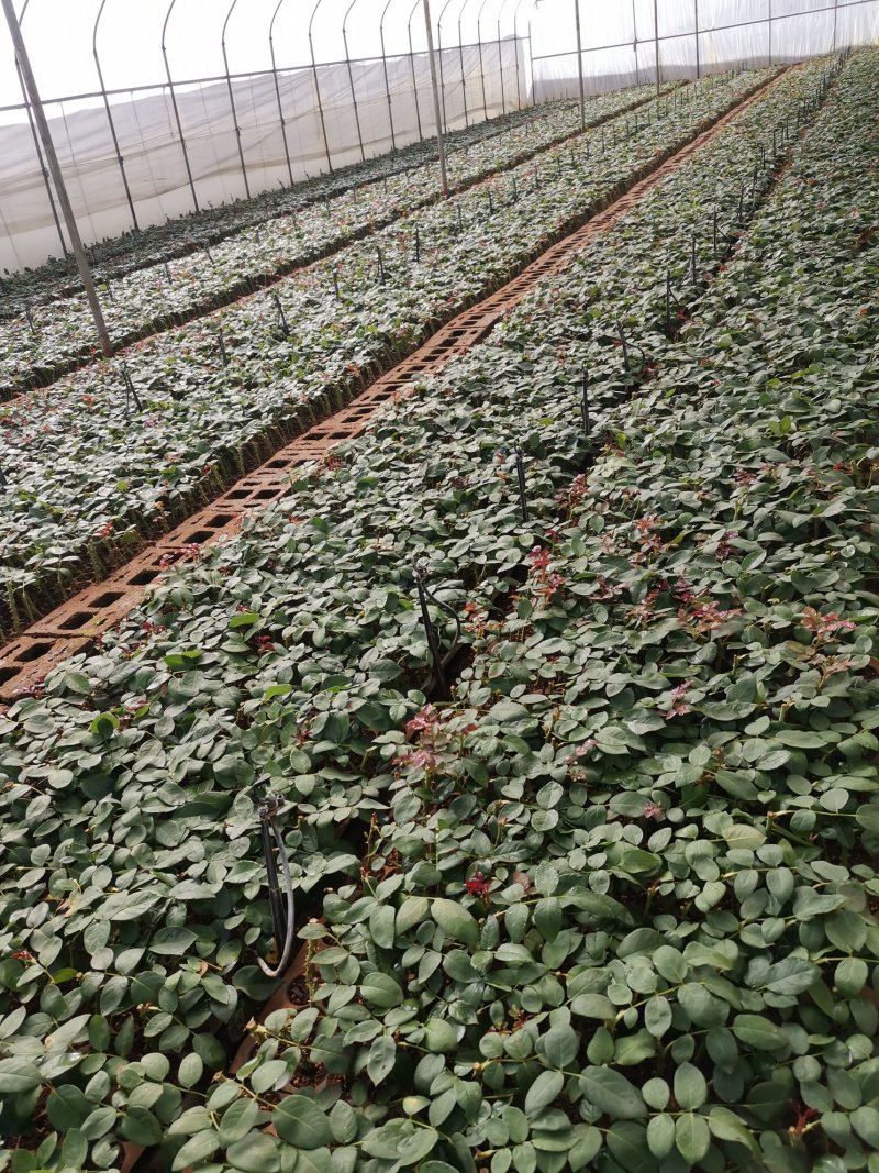 月季苗大花月季玫瑰苗玫瑰老桩成活高观赏效果好