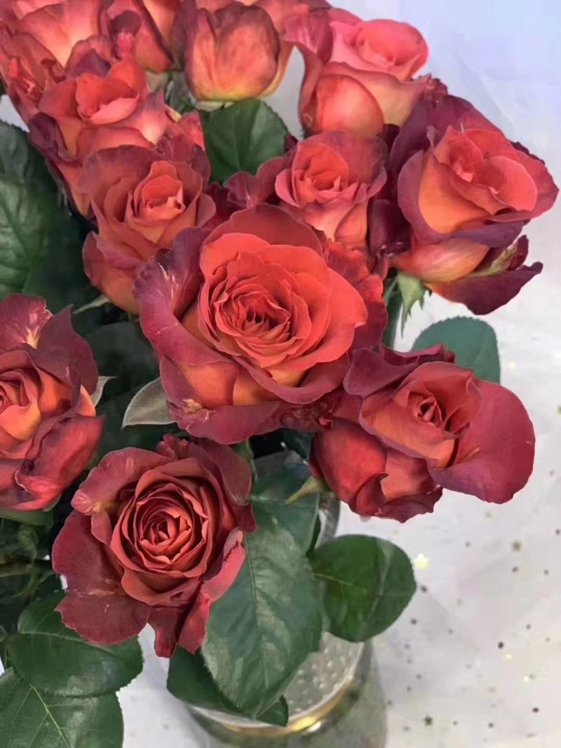 月季苗大花月季玫瑰苗玫瑰老桩成活高观赏效果好
