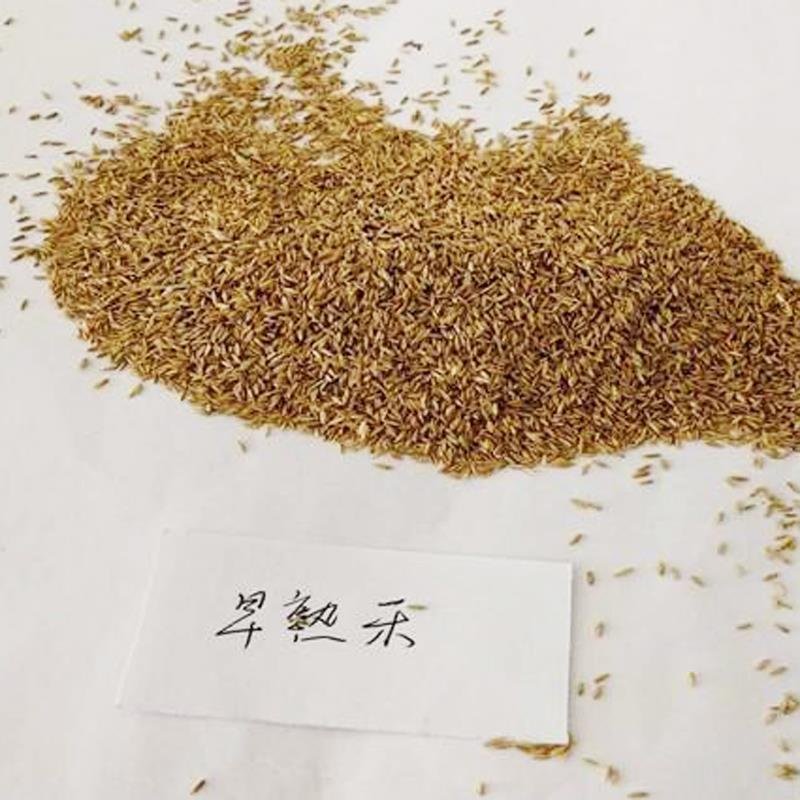 进口地毯草早熟禾种子高尔夫球场庭院草坪草籽四季常青