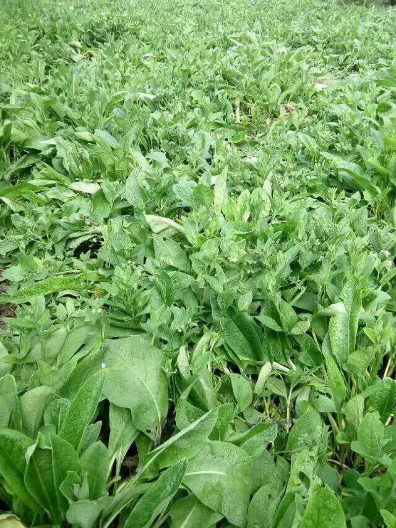 俄罗斯饲料菜种根牧草种根