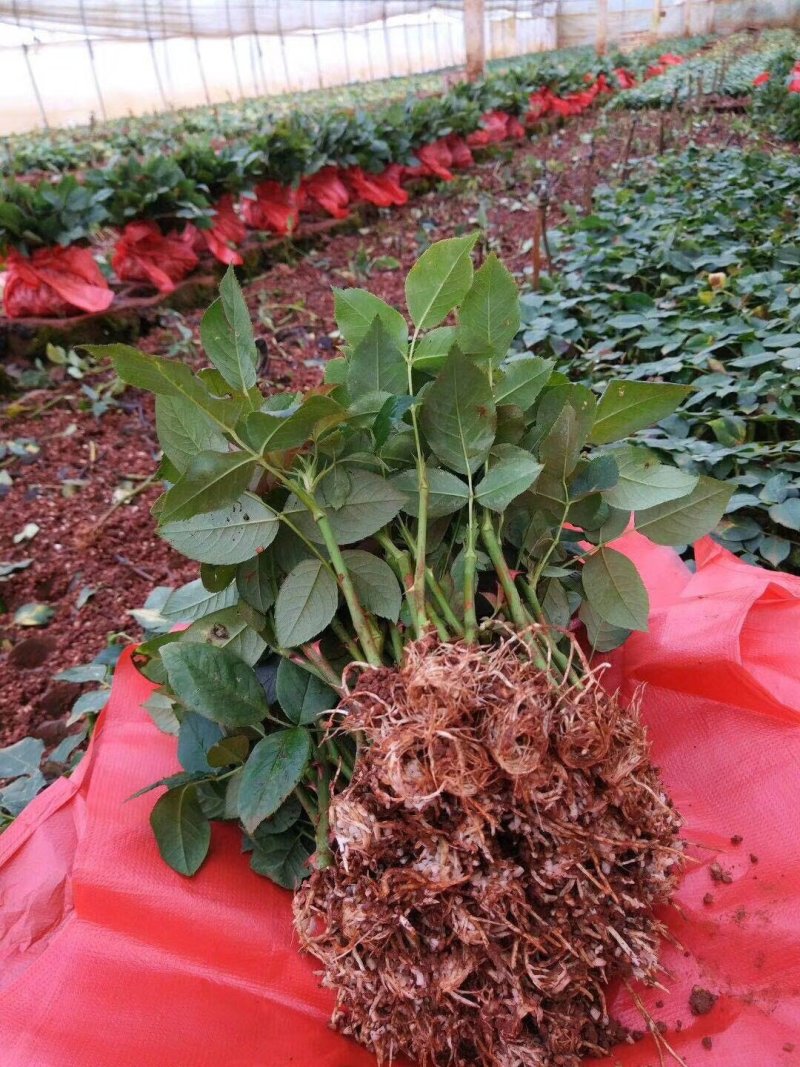 大花月季苗系列丰花根系好成活高，量大从优，欢迎采购