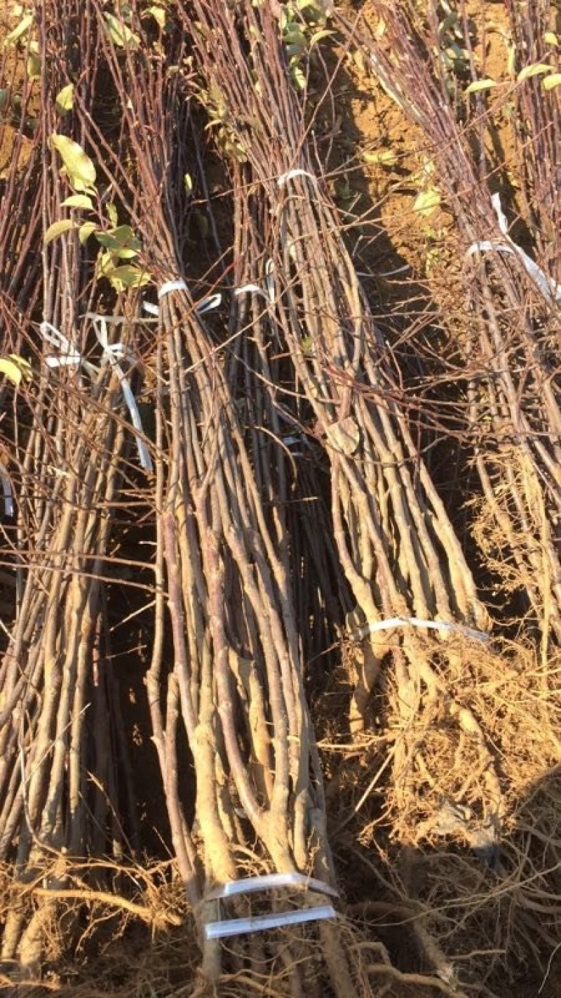鸡心果苗，辽宁鸡心果苗，2年苗，抗病力强，挂果早，包成活