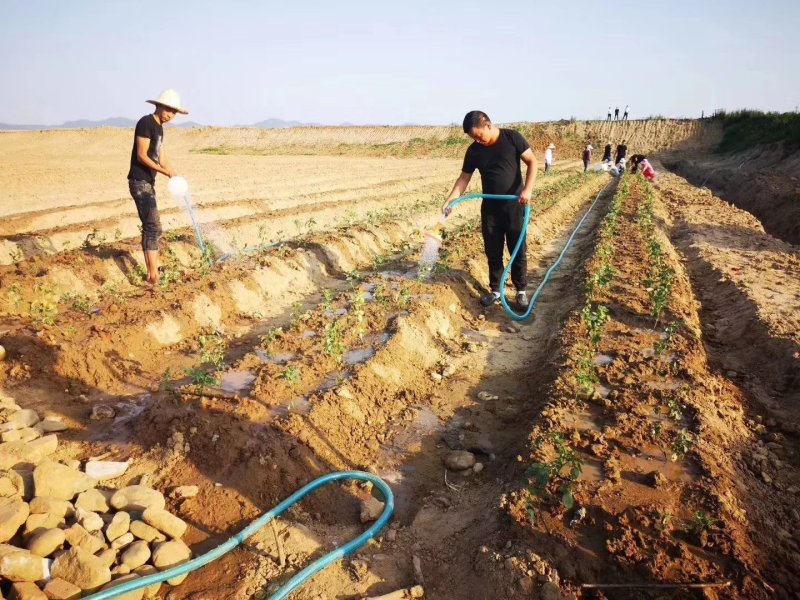 云南基地直销扦插食用玫瑰滇红苗大马士革墨红，欢迎致