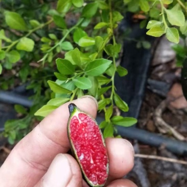 澳洲手指柠檬苗柠檬苗澳洲金手指适合南北种植耐寒