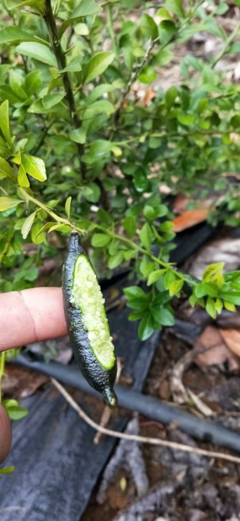 澳洲手指柠檬苗柠檬苗澳洲金手指适合南北种植耐寒