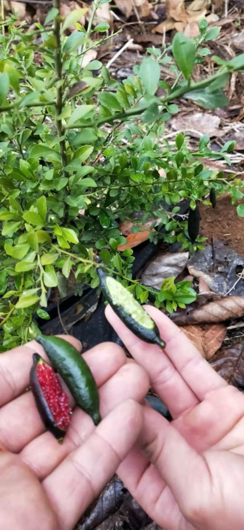 澳洲手指柠檬苗柠檬苗澳洲金手指适合南北种植耐寒