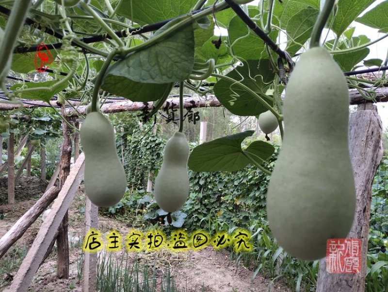 本长三河流葫芦种子，2020年新品淘宝网搜索店铺:新货廊