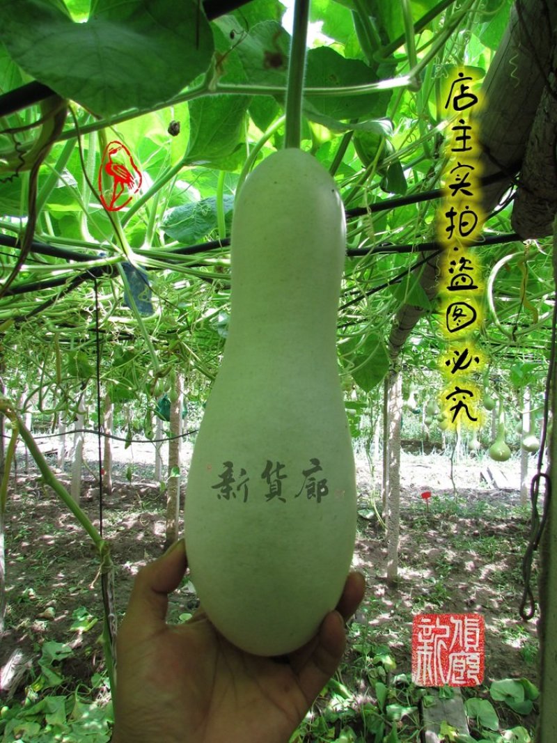 本长三河流葫芦种子，2020年新品淘宝网搜索店铺:新货廊